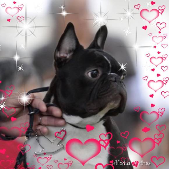 Meet your Posher, Jaque - Picture 1 of 1